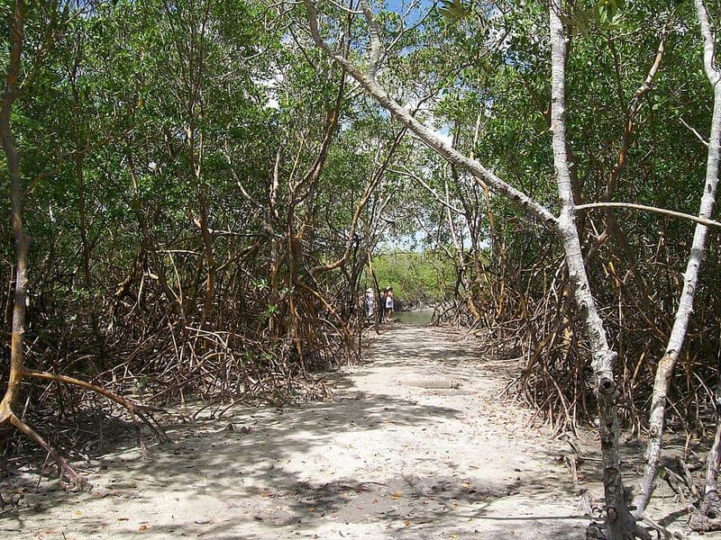 Guriú & o mangue